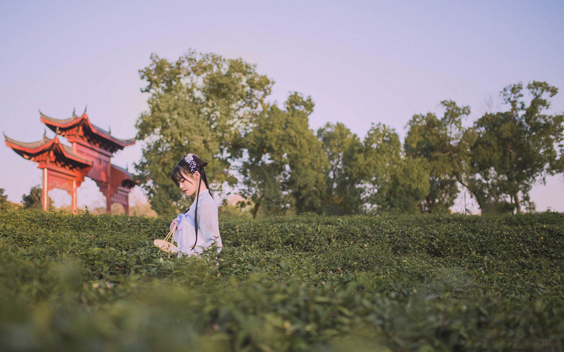 清纯采茶女唯美高清桌面壁纸